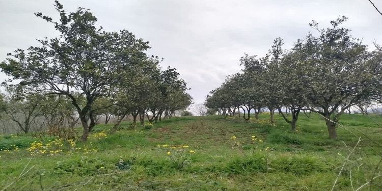 شناسنامه‌دار شدن ۲۱۲ هکتار از باغات سوادکوه شمالی