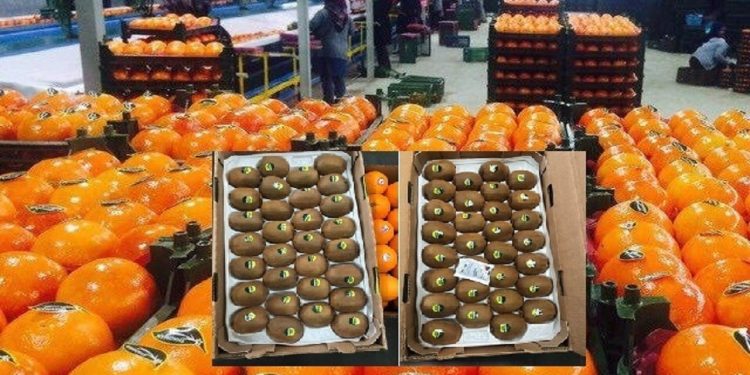 صادرات بیش از ۸۵ هزار تن محصول باغی مازندران