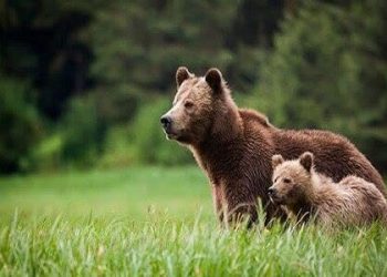 ضیافت پایانی پاییز در هیرکانی/ خرس‌ها پیش از خواب زمستانی چه می‌کنند؟