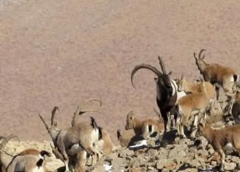 قابی زیبا از کل و بز وحشی