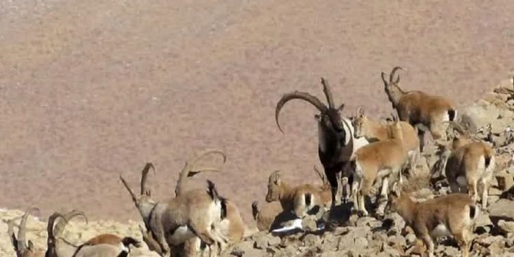 قابی زیبا از کل و بز وحشی