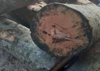 متلاشی شدن باند ۱۳ نفره قاچاق چوب‌آلات در آمل