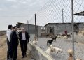 همکاری اداره کل دامپزشکی مازندران و دانشگاه برای مدیریت اصولی سگ‌های بلاصاحب