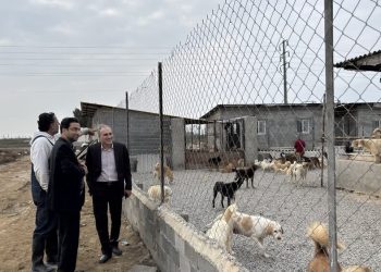 همکاری اداره کل دامپزشکی مازندران و دانشگاه برای مدیریت اصولی سگ‌های بلاصاحب