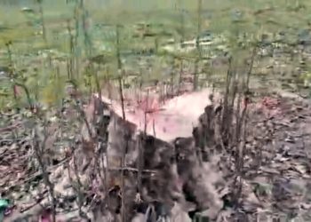 پاکتراشی عرصه جنگلی بابل در لوای قانون؟