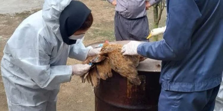 پایش ۱۰ هزار واحد آنفلوآنزای فوق‌حاد طیور در مازندران