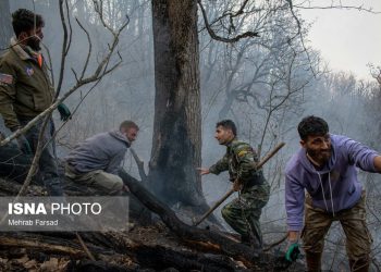 چالش‌های مدیریت بازمانده‌ای از عصر یخبندان؛ برداشت درختان شکسته و افتاده آری یا نه؟
