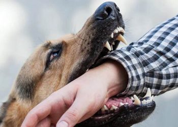 کاهش ۸ درصدی گازگرفتگی سگ در مازندران