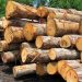 کشف ۱۵ تن چوب جنگلی قاچاق در آمل