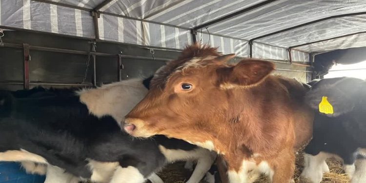 کشف ۳۷ میلیاردی احشام قاچاق در مازندران