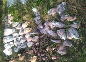 کشف ۹۴ لاشه پرنده از گونه‌های تحت حمایت حیات‌وحش در فریدونکنار