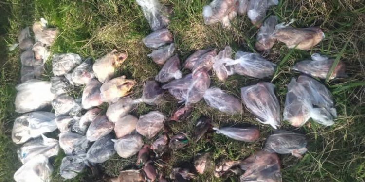 کشف ۹۴ لاشه پرنده از گونه‌های تحت حمایت حیات‌وحش در فریدونکنار