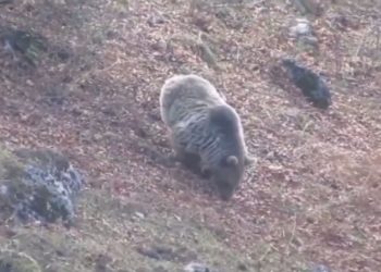 گشت و گذار خرس‌های قهوه‌ای + فیلم