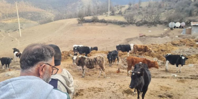 اجرای طرح ۵ ساله توسعه دامداری‌های پیشرو در سوادکوه