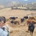 اجرای طرح ۵ ساله توسعه دامداری‌های پیشرو در سوادکوه