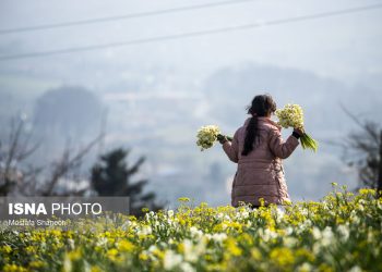 ایسنا - برداشت گل نرگس