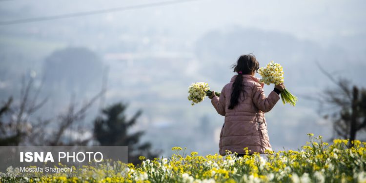 ایسنا - برداشت گل نرگس
