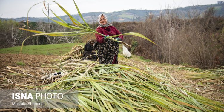 ایسنا - "ریکنده" مهد نیشکر مازندران