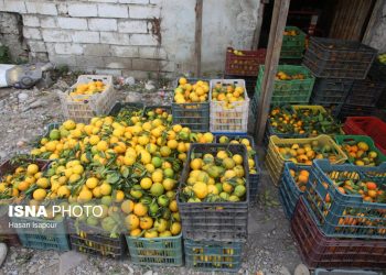 تولید ۴۷ هزار تُن مرکبات در سوادکوه شمالی