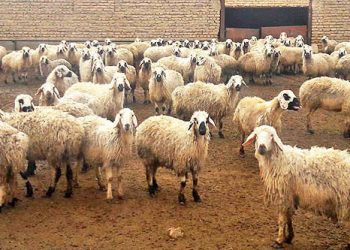 ثبت اطلاعات ۵۷۹ هزار راس دام مازندران در سامانه پهنه‌بندی