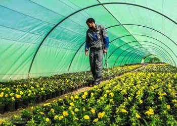 رشد ۹۰ درصدی تقاضا برای احداث گلخانه‌های کوچک در سوادکوه