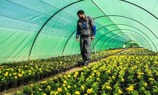 رشد ۹۰ درصدی تقاضا برای احداث گلخانه‌های کوچک در سوادکوه