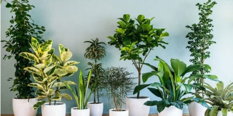 صادرات ۳۰ میلیارد ریالی گل و گیاه و درختچه‌های زینتی از آمل به کشور عراق