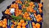 صادرات ۴ هزار تنی محصولات کشاورزی از نوشهر