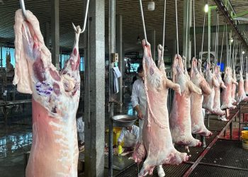 عرضه بیش از ۱۹۱ هزار تن گوشت مرغ و ۱۱ هزار تن گوشت قرمز به بازار