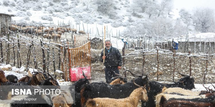 مدیر جهاد کشاورزی سوادکوه: خسارت بیش از ۶۷ میلیارد ریالی برف‌سنگین به بخش کشاورزی