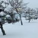یخبندان در راه مازندران