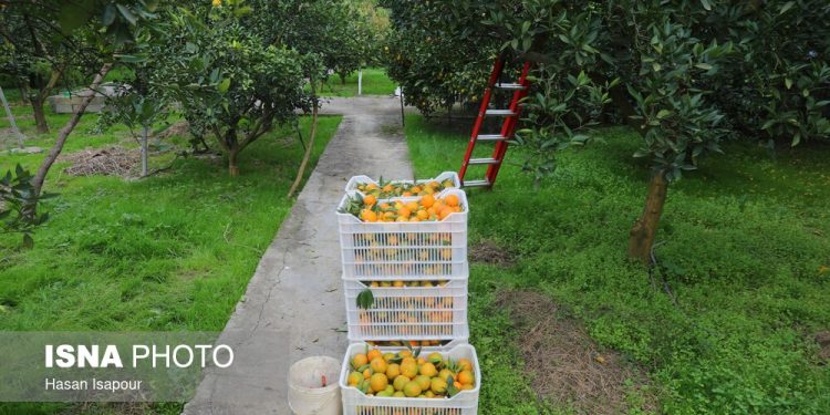 از مزرعه تا مرز/ پایان خام‌فروشی با کشاورزی قراردادی و حذف واسطه‌ها