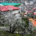 ایسنا - طبیعت بهاری سوادکوه