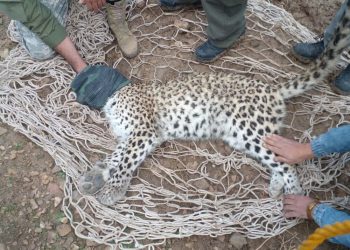 تعارض انسان و حیات‌وحش در سوادکوه/ غریزه بقا یا تداخل زیستگاه؟