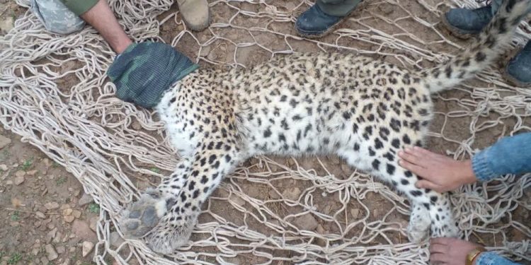 تعارض انسان و حیات‌وحش در سوادکوه/ غریزه بقا یا تداخل زیستگاه؟