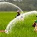 توزیع ۵ هزار تن کود اوره در بابل + فیلم