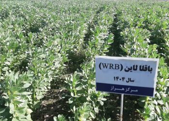 توسعه کشت علوفه در شالیزارهای مازندران با هدف تقویت امنیت غذایی دام