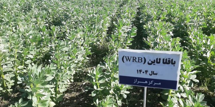 توسعه کشت علوفه در شالیزارهای مازندران با هدف تقویت امنیت غذایی دام