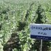 توسعه کشت علوفه در شالیزارهای مازندران با هدف تقویت امنیت غذایی دام