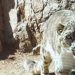 حمله پلنگ به دو نفر در منطقه کنگلوِ سوادکوه