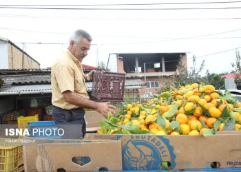 ذخیره‌سازی ۳۰۰ هزار تن مرکبات در قائم‌شهر برای تنظیم بازار شب عید