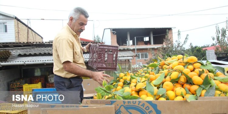 ذخیره‌سازی ۳۰۰ هزار تن مرکبات در قائم‌شهر برای تنظیم بازار شب عید