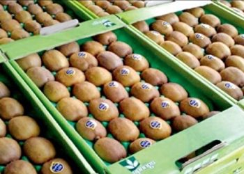 صادرات بیش از ۹۵ هزار تن کیوی و مرکبات مازندران به بازار جهانی