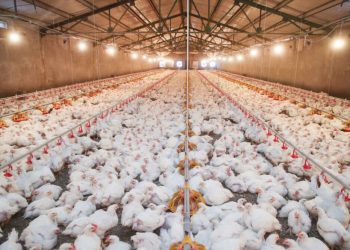 صدور بالغ بر ۱۰۸ هزار مجوزهای پرورش مرغ گوشتی و مادر در مازندران