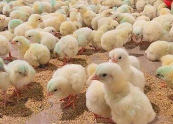 پشت‌پرده رکورد ۴۰۰ میلیون قطعه‌ای جوجه/ مازندران به دنبال صادرات جوجه یک‌روزه