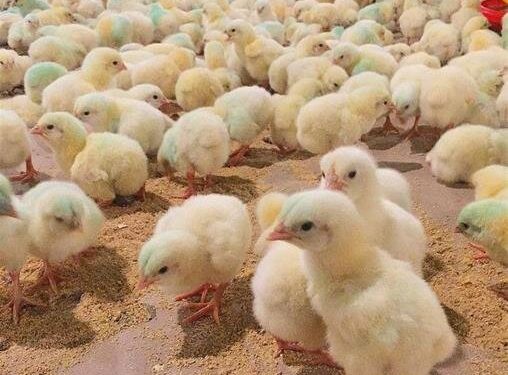 پشت‌پرده رکورد ۴۰۰ میلیون قطعه‌ای جوجه/ مازندران به دنبال صادرات جوجه یک‌روزه