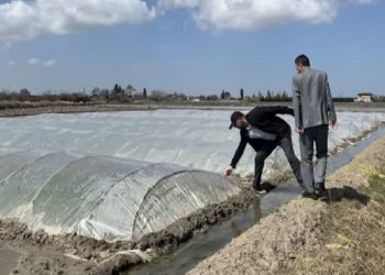 آغاز خزانه گیری برنج در شالیزار‌های شهرستان نکا