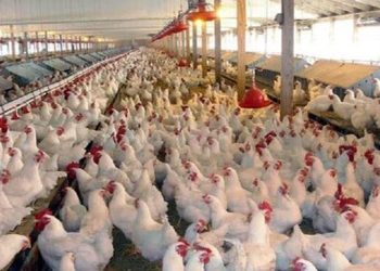 احتکار ۲۰ تن مرغ زنده در ساری؛ مرغدار متخلف محکوم شد