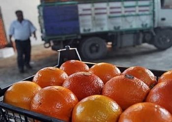 تامین میوه شب عید در مازندران؛ آماده‌سازی ۳۰۰ تن سیب و پرتقال برای تنظیم بازار