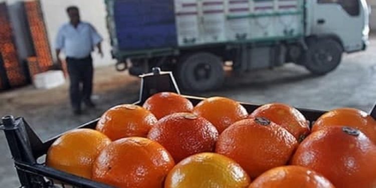 تامین میوه شب عید در مازندران؛ آماده‌سازی ۳۰۰ تن سیب و پرتقال برای تنظیم بازار
